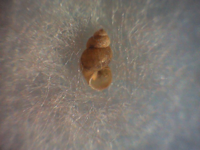 Belgrandia minuscola ?